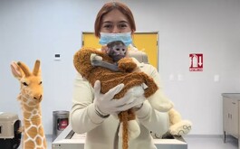 Ejemplar bebé mono patas