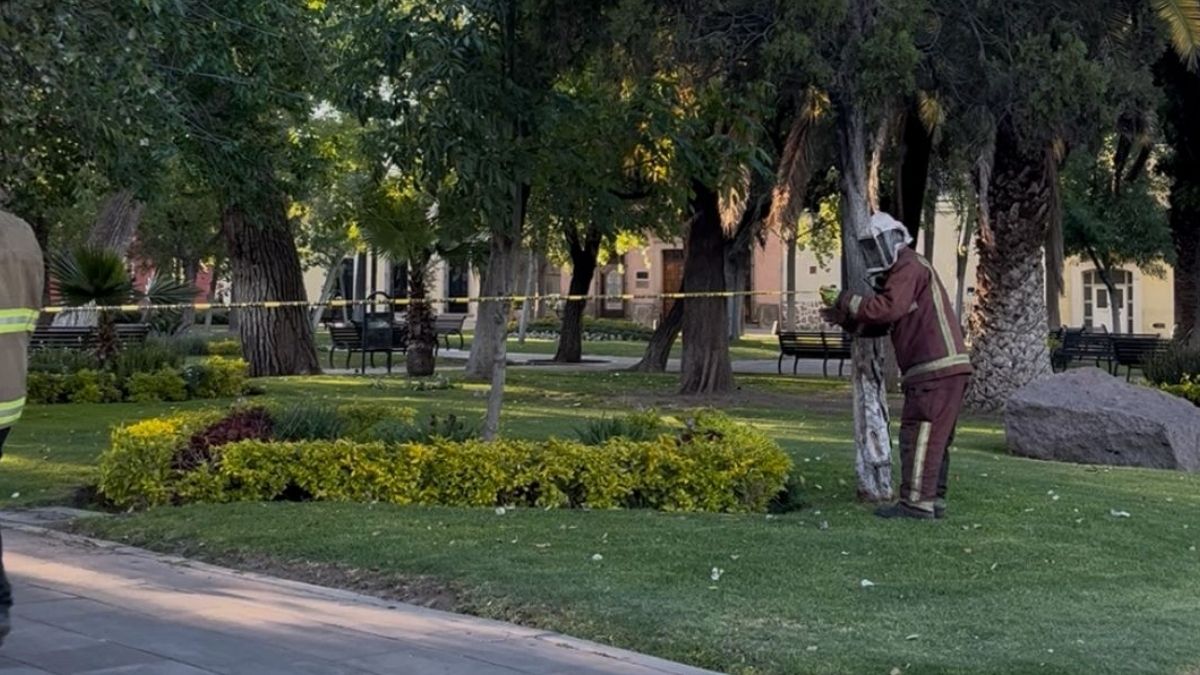 Atención a las abejas en Durango