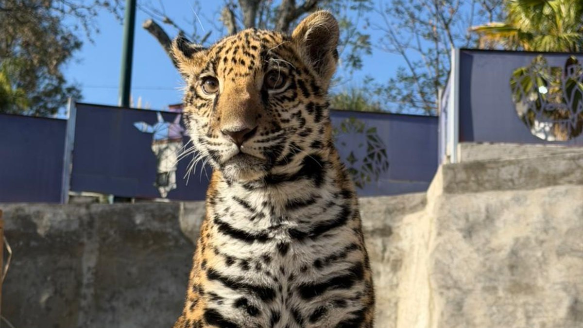 una cría de jaguar presentada en el zoológico del altiplano en tlaxcala