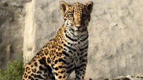 una cría de jaguar en el zoológico del altiplano