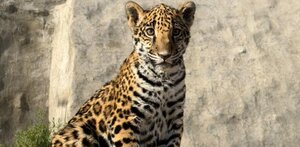 una cría de jaguar en el zoológico del altiplano