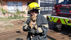 Cinco perritos fueron rescatados con vida tras quedar atrapados entre el humo y las llamas.