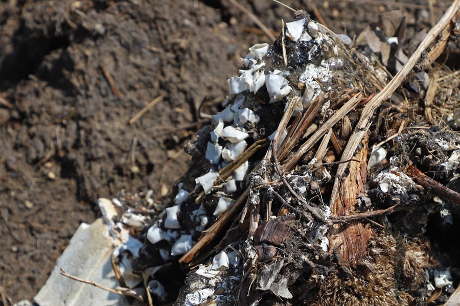 Objetos blancos en descomposición en una montonera de basura.