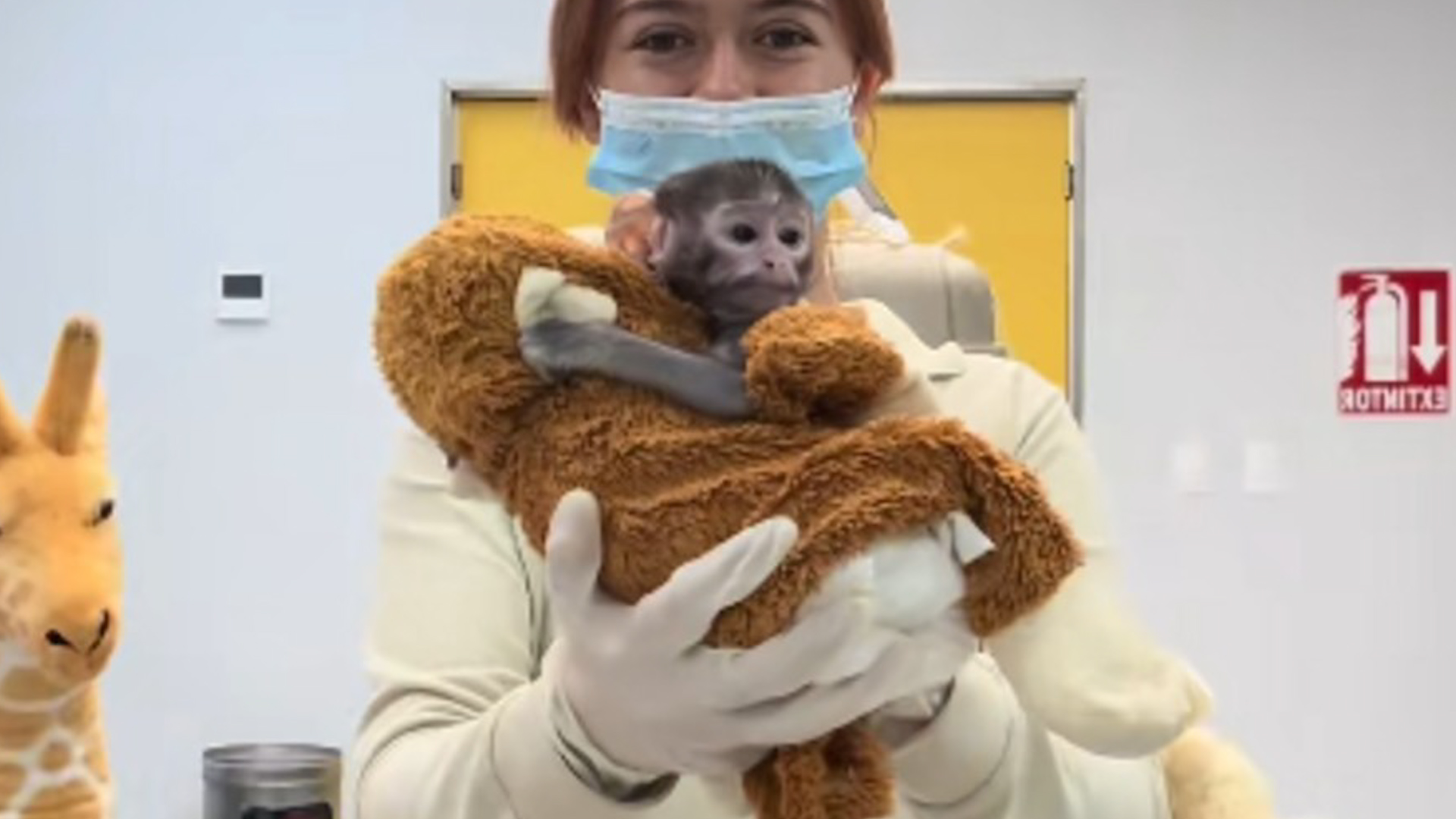 Conoce a Yuji, el mono patas de 38 días que recibe crianza asistida en el Zoológico de Guadalajara tras ser rechazado por su madre primeriza.