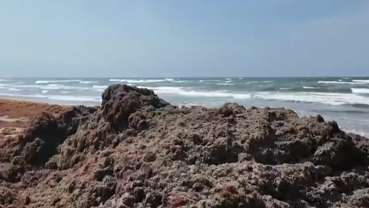 Toneladas de sargazo invadieron playas de Coatzacoalcos, Veracruz, dificultando actividades recreativas y afectando el turismo.