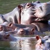 Hipopótamos nadando en la laguna del parque Hacienda Nápoles.