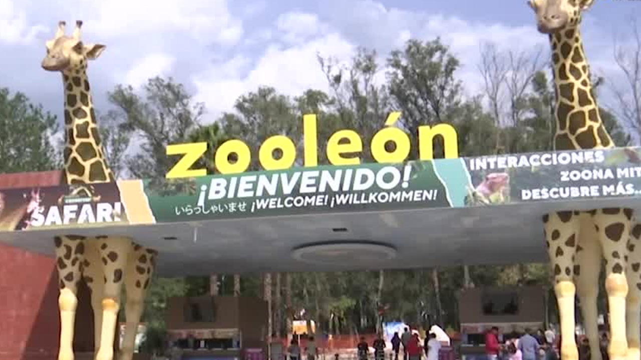 Un reporte revela que mil 097 animales murieron en el Zoológico de León entre 2015 y 2026, varios por causas poco comunes.
