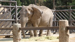 De acuerdo a información obtenida por transparencia, se han registrado muertes poco usuales en el Zoológico de León.