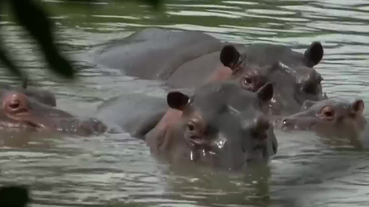 Colombia autorizó el sacrificio de hasta 80 hipopótamos descendientes de Pablo Escobar, al considerarlos una amenaza.