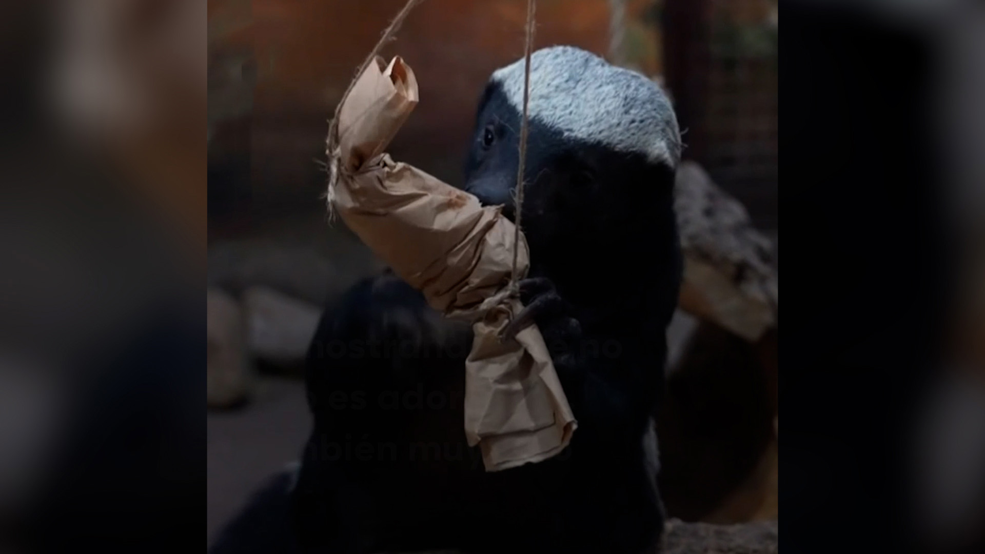 Un video reciente del zoológico de Moscú muestra a Neo, un tejón melero, resolviendo complejos acertijos diseñados por sus cuidadores.