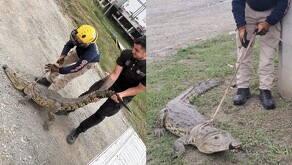 Captura de cocodrilo en Allende, Nuevo León