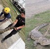 Captura de cocodrilo en Allende, Nuevo León