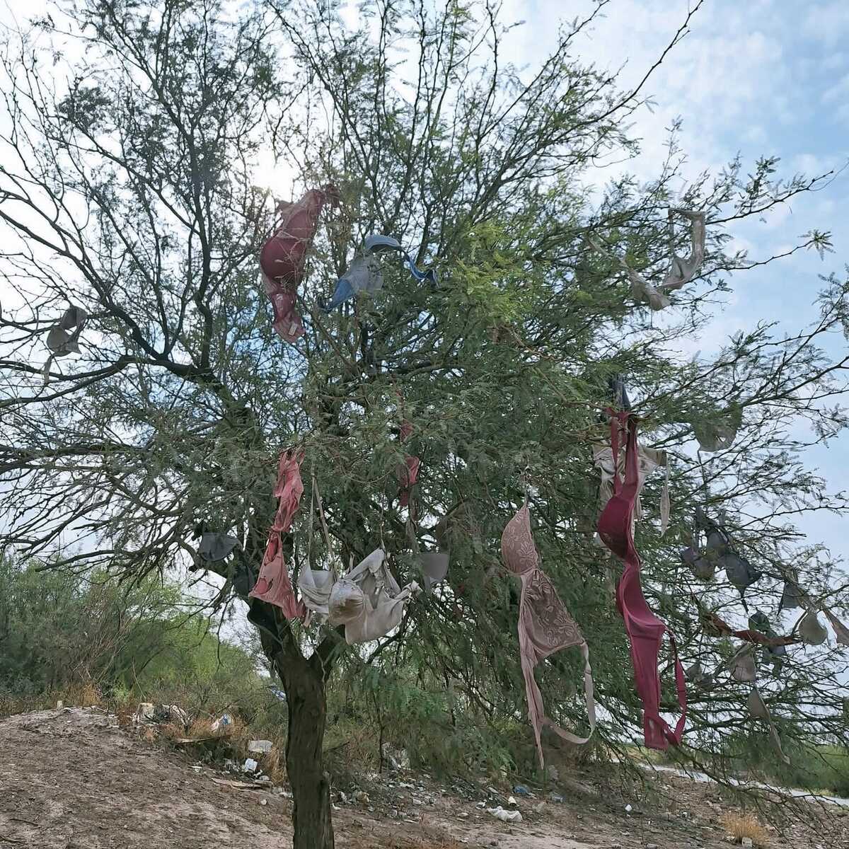 Árbol de los deseos en San Ignacio