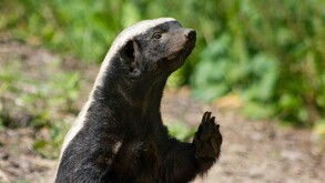 Imagen en primer plano de un tejón melero de pie. De fondo se alcanza ver un poco de tierra y hojas.