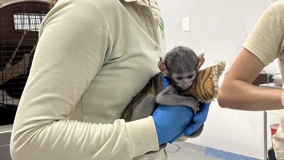 Crianza asistida y un peluche: el monito Yuji se aferra a la vida ante el rechazo de su madre en Guadalajara