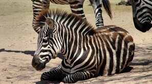 Se informó que ya se trabaja en saldar dicho adeudo mediante un nuevo convenio pero no hay una fecha exacta para que se cumpla.