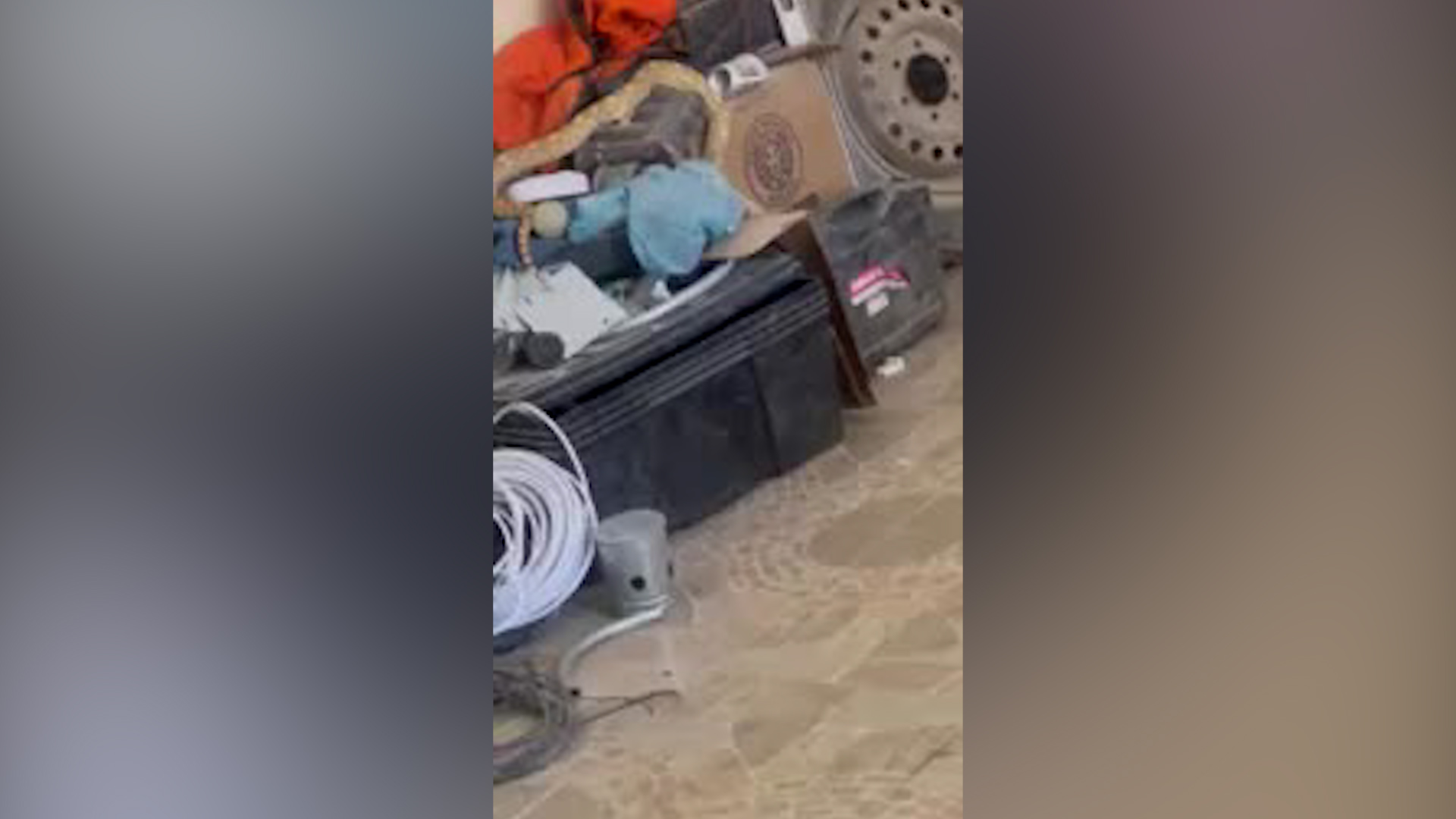 Testigos grabaron videos y fotografías del animal para enviarlos como evidencia al sistema de emergencias.