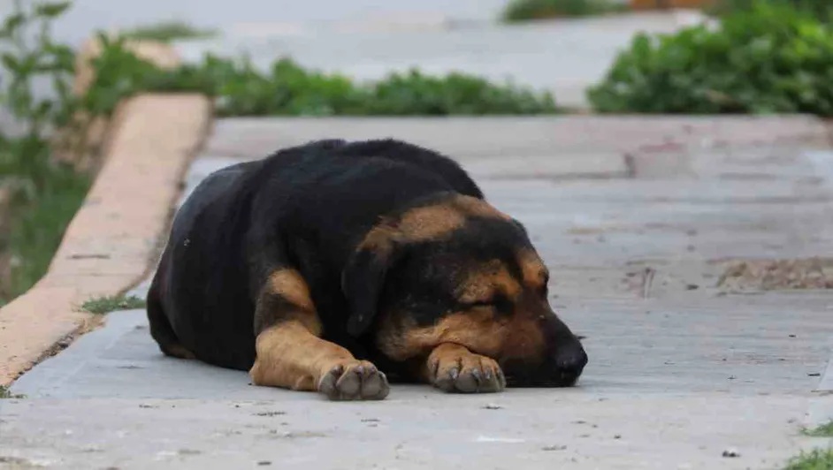 Gobierno de Mariela Gutiérrez sacrificó cinco perros al día en Tecámac, revelan datos