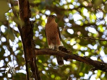 Niños entran gratis al MUSAVE este 30 de abril en Saltillo; conoce horario, actividades y exposiciones disponibles