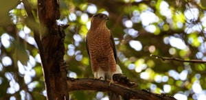 Niños entran gratis al MUSAVE este 30 de abril en Saltillo; conoce horario, actividades y exposiciones disponibles