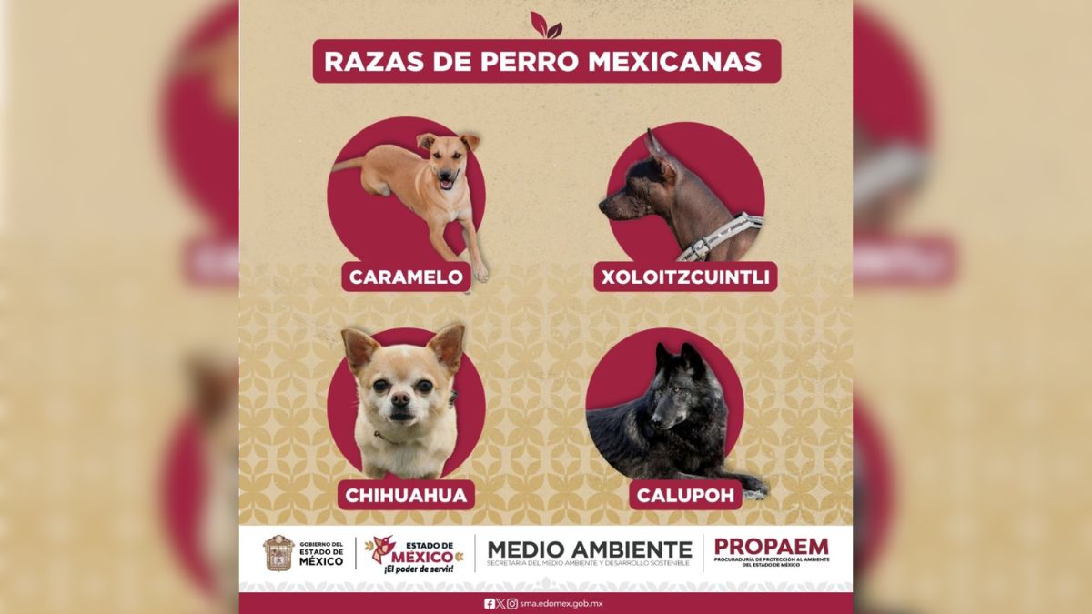 perro caramelo