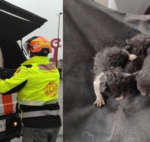 Elementos de Protección Civil NL rescataron a tres cachorros bajo la lluvia en la colonia Residencial Dinastía.