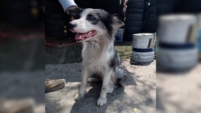 Perro de raza Border Collie, color gris con blanco y ojos azules sacando la lengua mientras es sujetado por un hombre con llantas y cubetas al fondo