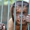 Mono que vive en el Club de los animalitos, zoológico que ha sido señalado por múltiples actos de maltrato animal.