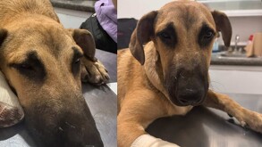 Perrito callejero con patita vendada