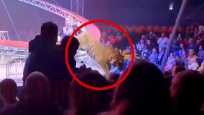 Tigre en un circo, encerrado en un círculo rojo, saltando sobre una malla de seguridad a la zona de platea con hombres, mujeres y niños sentados