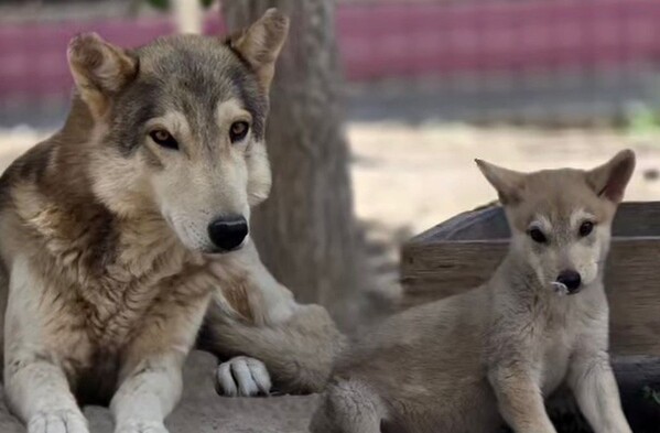 Se observan unos lobos que están sentados en el suelo.