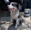 Perro de raza Border Collie, color gris con blanco y ojos azules sacando la lengua mientras es sujetado por un hombre con llantas y cubetas al fondo