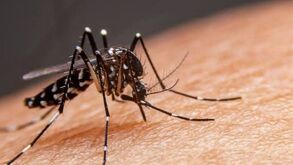 El dengue es una enfermedad transmitida por el mosquito Aedes aegypti, el cual porta el virus y puede contagiar a las personas a través de su picadura