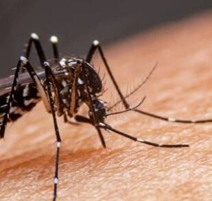 El dengue es una enfermedad transmitida por el mosquito Aedes aegypti, el cual porta el virus y puede contagiar a las personas a través de su picadura