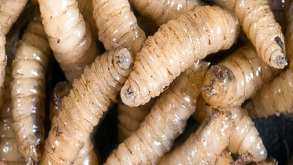 Tras detectarse el primer caso de gusano barrenador en un ganado de Sabinas, Nuevo León, la Unión Ganadera pide reforzar la vigilancia.