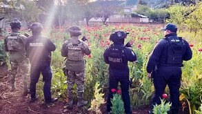 Policías y militares parados junto a un plantío de amapola en Puebla.