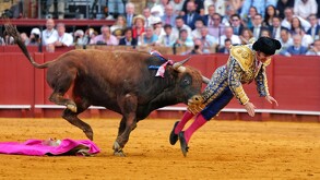 Torero español Morante de la Puebla siendo corneado por un toro durante una corrida en la Plaza de Toros de la Maestranza con público observando en el fondo
