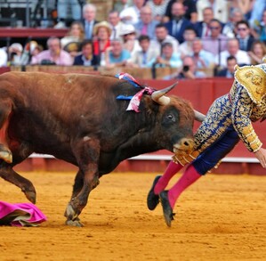 Torero español Morante de la Puebla siendo corneado por un toro durante una corrida en la Plaza de Toros de la Maestranza con público observando en el fondo