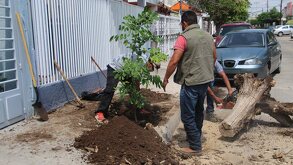 Autoridades municipales de Tlaquepaque reemplazan árbol seco por árbol nuevo sobre una banqueta