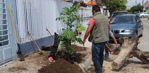 Autoridades municipales de Tlaquepaque reemplazan árbol seco por árbol nuevo sobre una banqueta