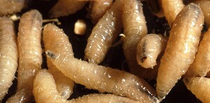 Autoridades sanitarias mantienen vigilancia en zonas ganaderas tras la detección de casos de gusano barrenador en Jalisco.