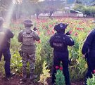 Policías y militares parados junto a un plantío de amapola en Puebla.