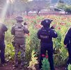 Policías y militares parados junto a un plantío de amapola en Puebla.