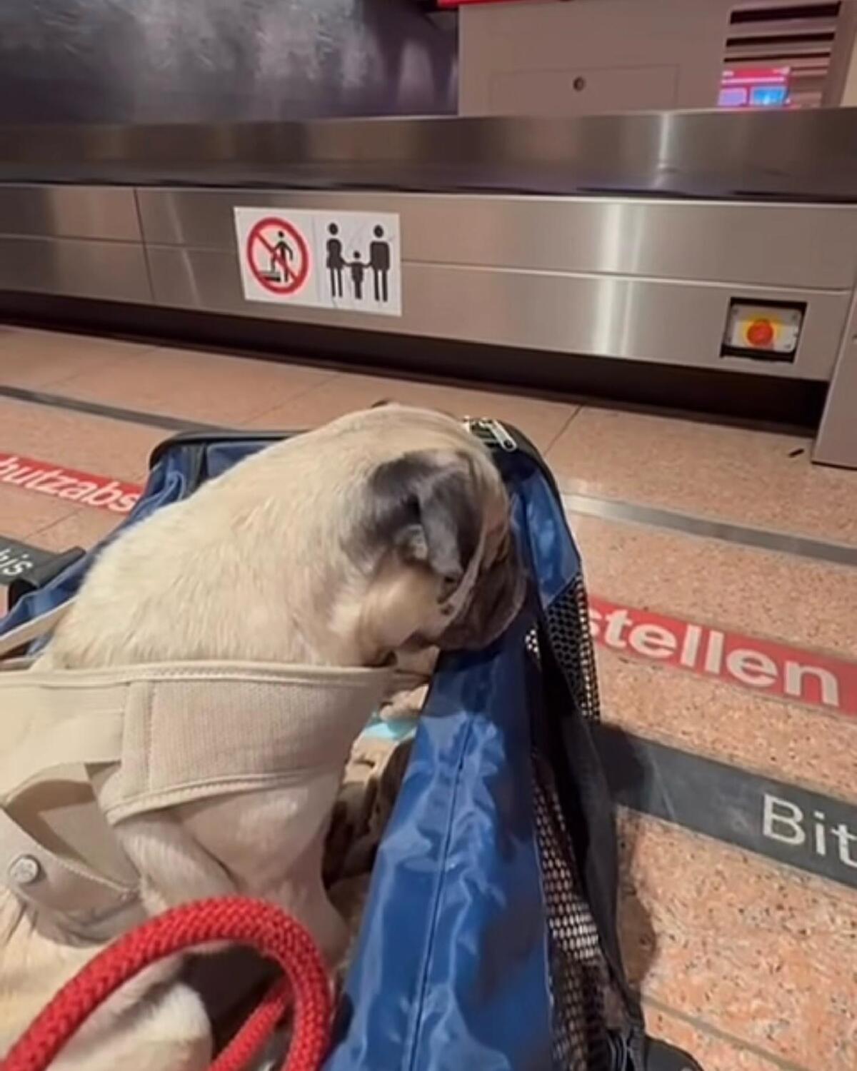 Galleta en espera en el aeropuerto para encontrarse con su dueño en Europa.