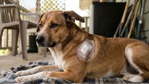 Canino caso de gusano