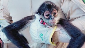 Mono araña con un correa en el cuello, siendo sostenido por un hombre con uniforme y guantes de la CFE