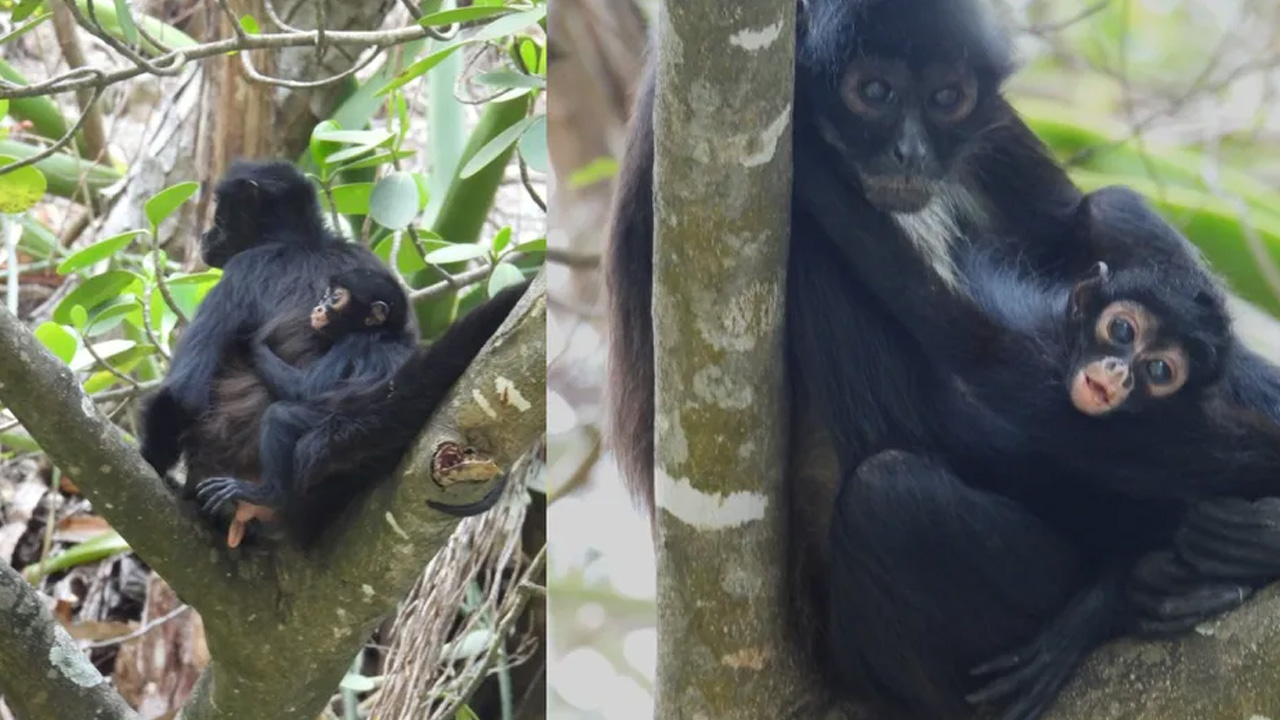 Autoridades confirmaron el nacimiento de una cría de mono araña en el Cañón del Sumidero, especie en peligro de extinción.