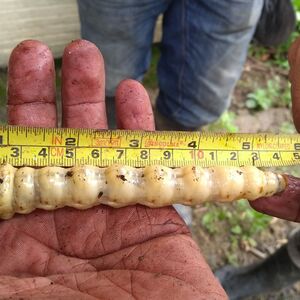 Gusano barrenador en México,