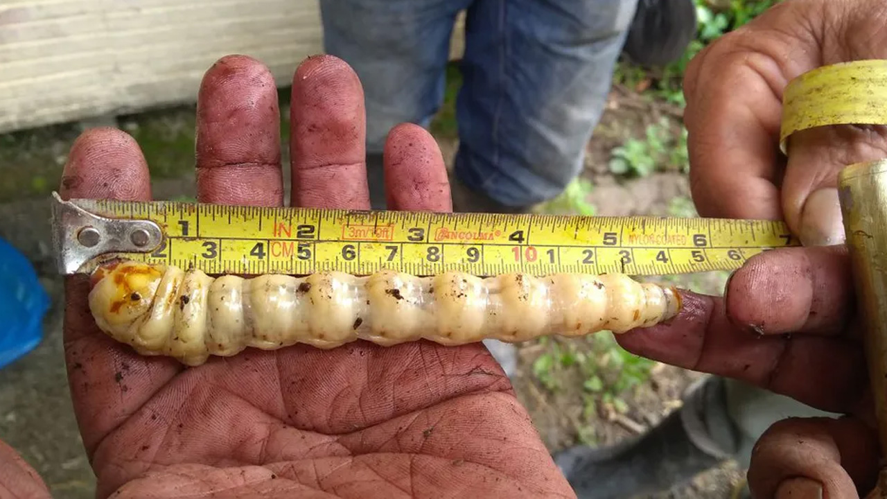 Nuevo León confirmó su caso número 14 de gusano barrenador del ganado, ahora en un caballo de Aramberri.