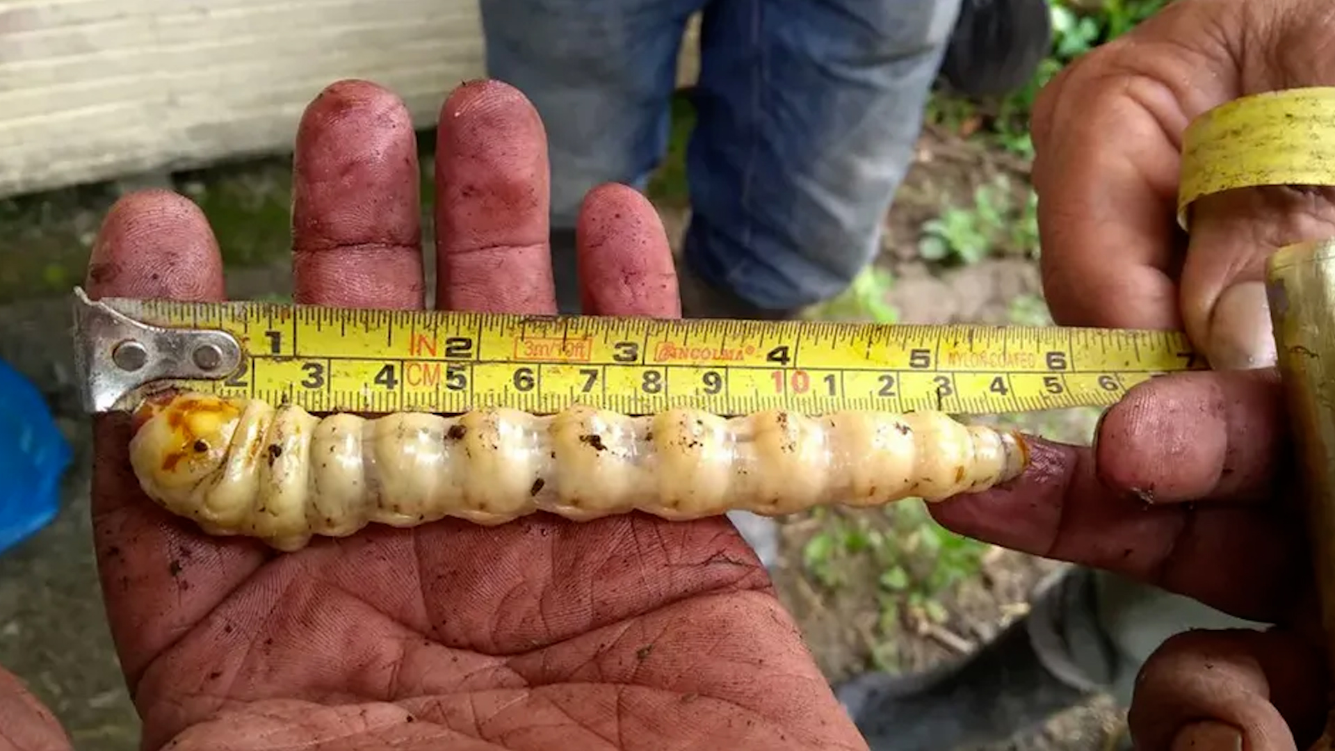 La entidad Nuevo León registra un alza de más del 300% en un mes y amplía especies afectadas.